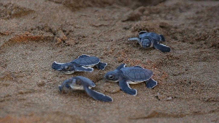 KKTC'de yeşil kaplumbağa ve caretta caretta yavruları mavi sularla buluştu