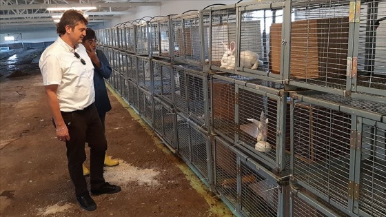 Kocaeli'de tavşan eti üretim çiftliği kuruldu