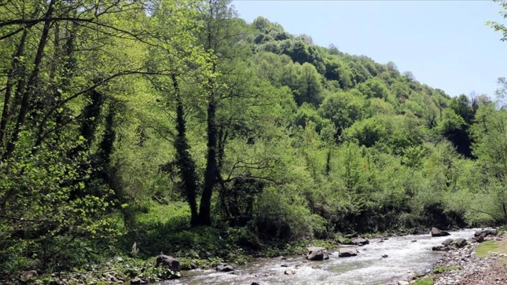 Kocaeli, ormanları ve tabiat parklarıyla bölgesine 'nefes' oluyor