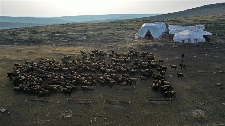 Konargöçer besicilerin kış aylarındaki adresi: Şanlıurfa