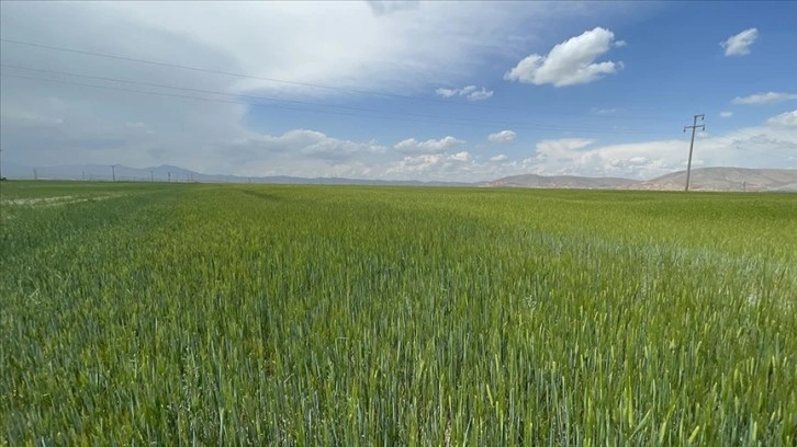 Konya Ovası son yılların en iyi bahar yağışını aldı