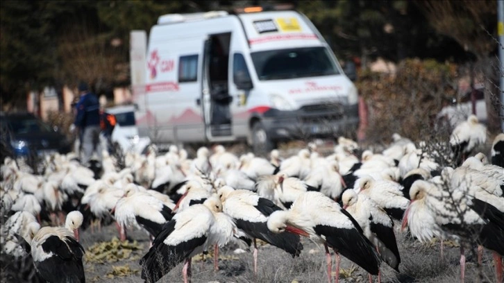 Konya'ya inen leylekler belediye ekiplerince balıkla besleniyor