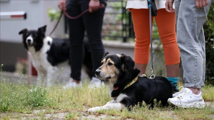 Köpek gezdirerek para kazanıyorlar