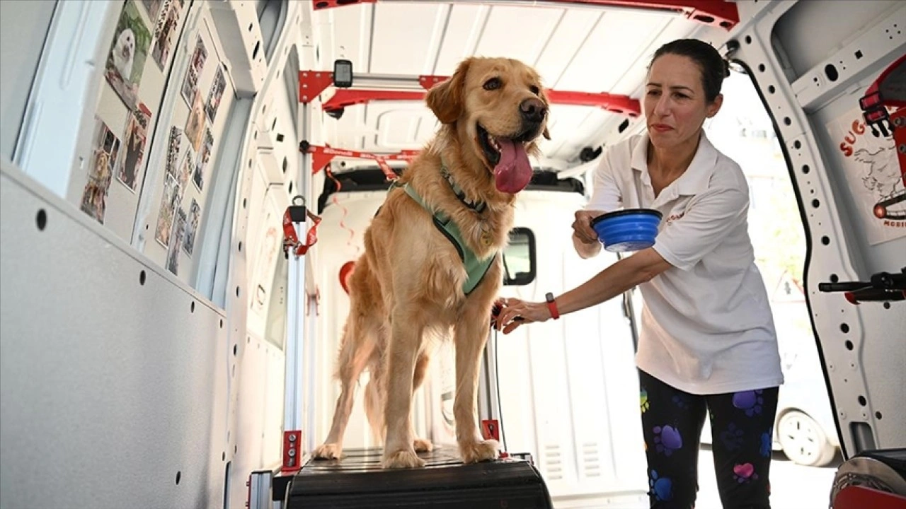 Köpekler, gezici spor salonunda hem egzersiz yapıyor hem enerjilerini harcıyor