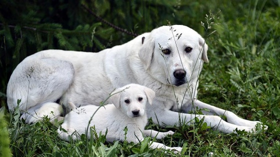 Köpeklerin dost canlılığının nedeni genetik değişiklik olabilir