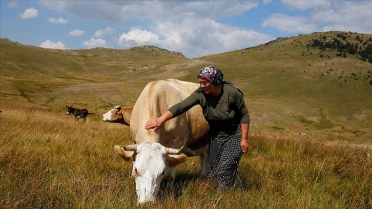 Köroğlu Dağları'nın zirvesinde yalnız kalan kadının ürettiği süt ürünleri ilgi görüyor