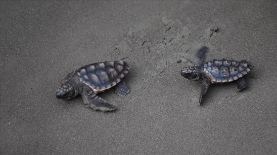 Koronavirüs sessizliği caretta carettalara yaradı