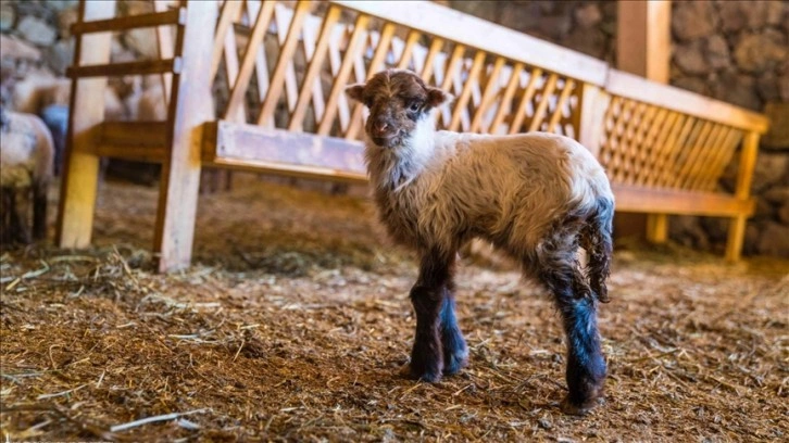 Koruma altındaki Kaçeli koyunları İzmir'deki yaşam parkında yavruladı