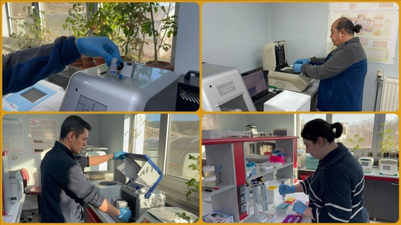 Kovid-19 ve benzeri salgınlara karşı domates kullanarak yenilebilir aşı &uuml;retmeyi hedefliyorlar