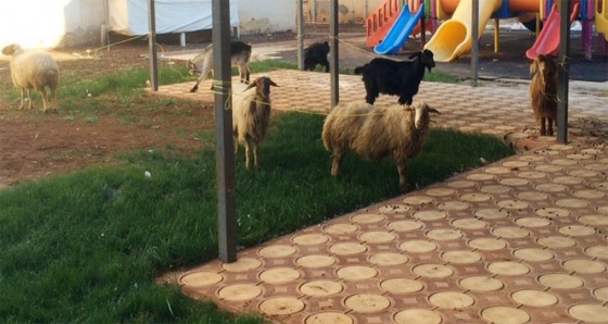 Koyun koyuna yolculuk