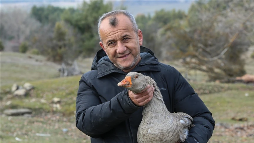 K&ouml;y&uuml;ne d&ouml;n&uuml;p başladığı kaz yetiştiriciliğinde 5 yılda 600 hayvana ulaştı