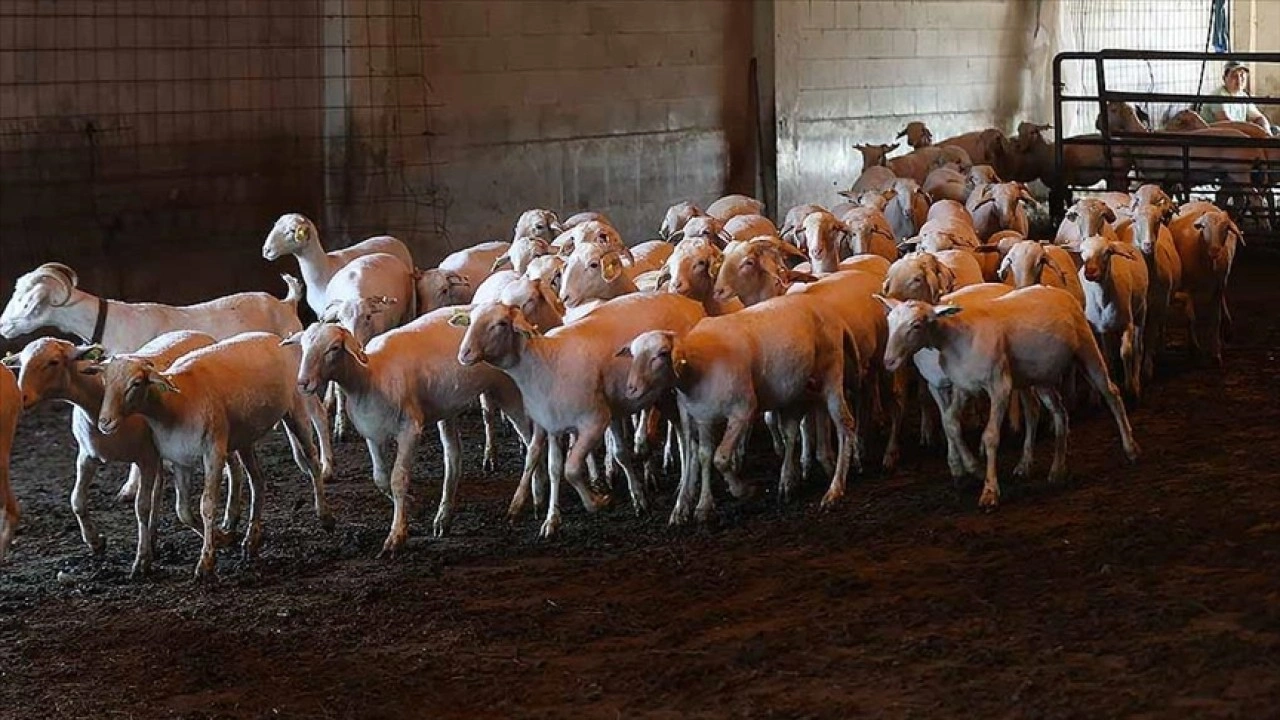 Küçükbaş kurbanlıklar alıcısının karşısına bakımlı çıkması için kırkılıyor