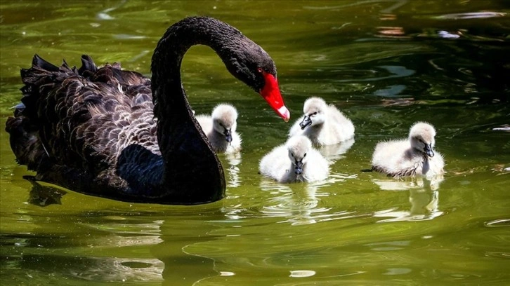 Kuğulupark'ın 'çirkin ördek yavruları' suyla tanıştı