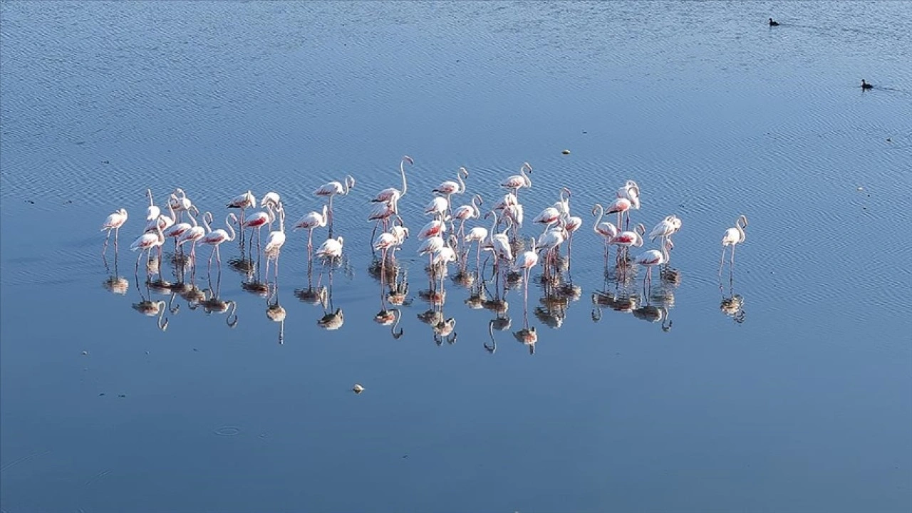 Kuraklık Van Gölü kıyılarındaki flamingoların yaşam alanlarını daralttı