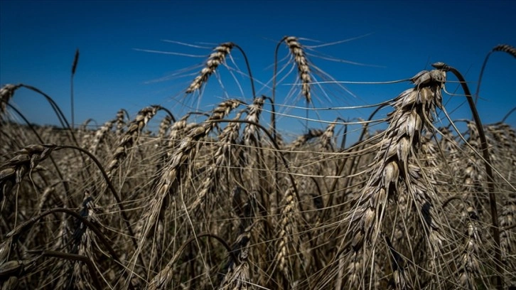 Kuraklıkla mücadele eden Kenya'ya Ukrayna'dan 25 bin ton buğday desteği