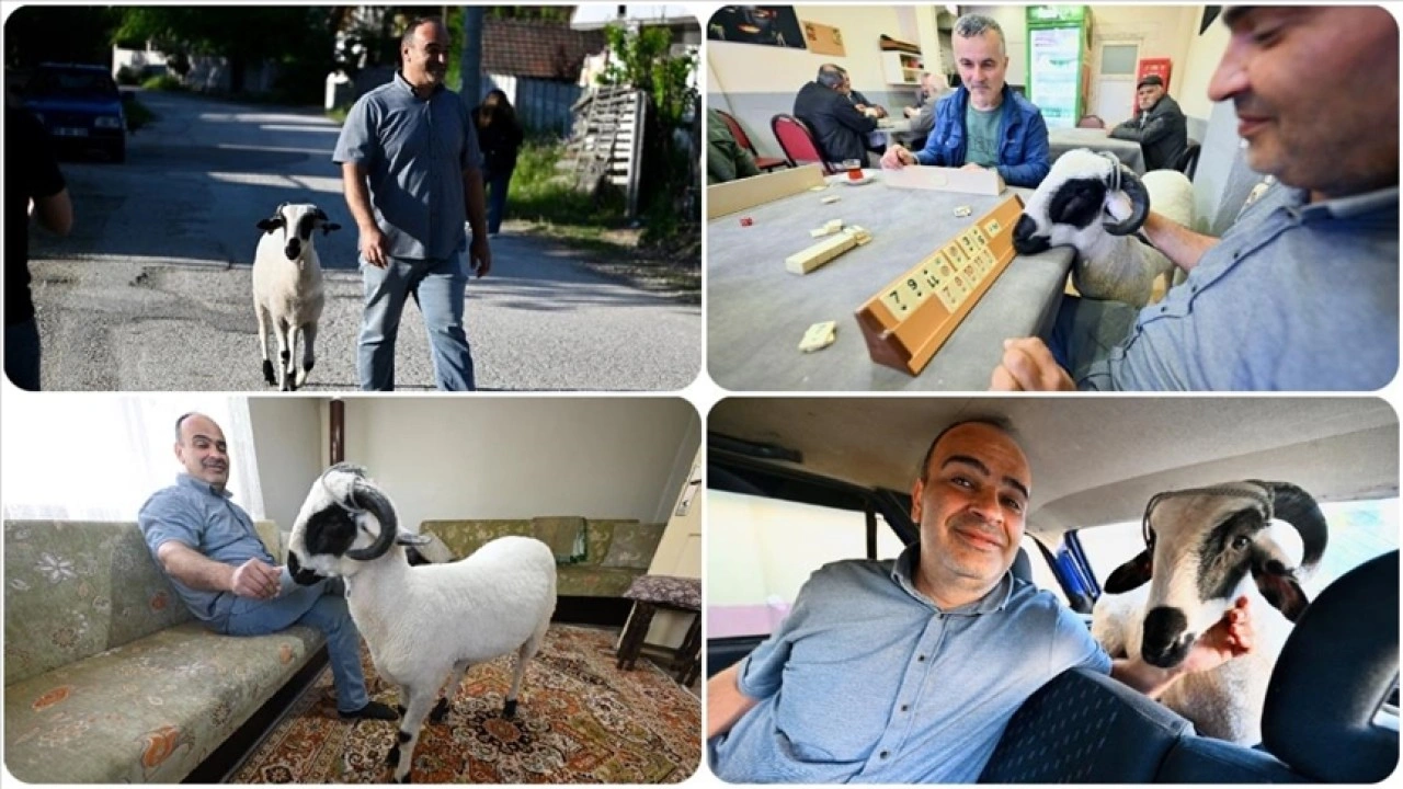 Kurbanlık aldığı koçla arkadaş gibi oldu