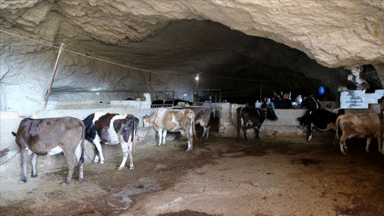 Kurbanlıklar mağaralarda yetiştiriliyor