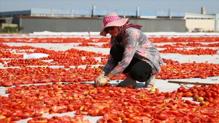 Kuru domatesin merkezi Torbalı, ürünün yaygınlaşmasına öncülük ediyor