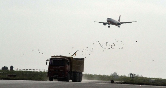 Kuş sürüsü Yeşilköy'de uçaklara rötar yaptırdı