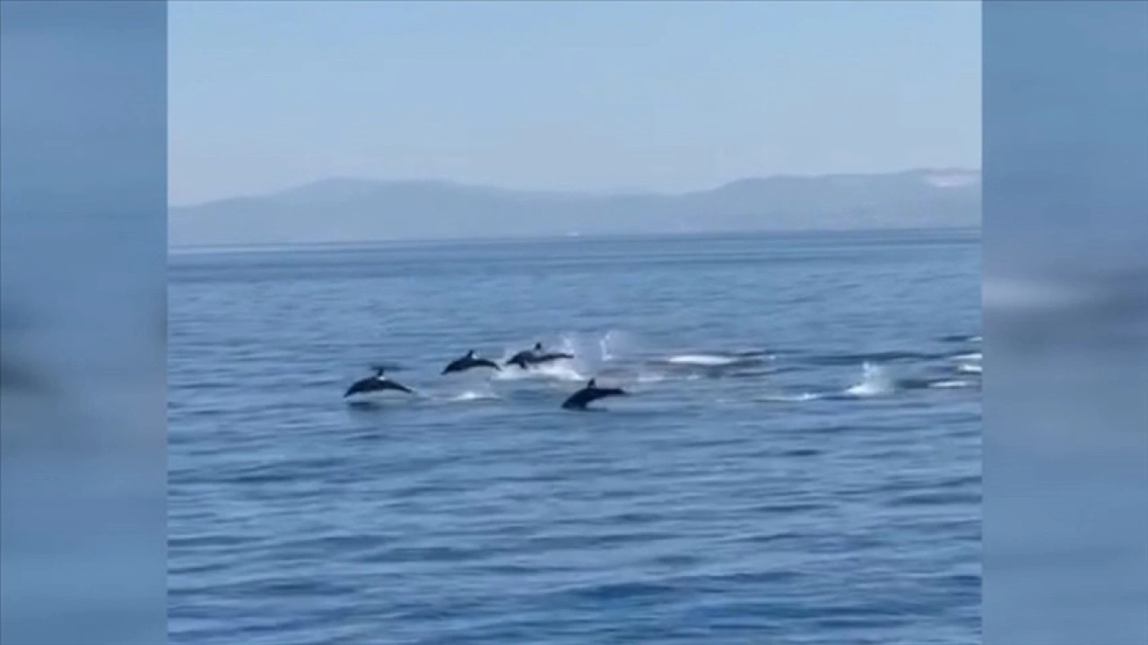 Kuşadası'nda yunusların gösterisi görüntülendi