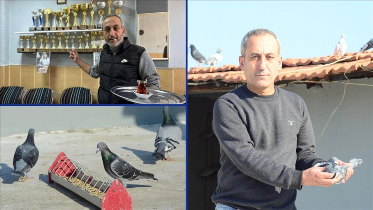 "Kuş&ccedil;u &ccedil;aycı"nın posta g&uuml;vercinleri 5 yılda 25 kupa kazandırdı