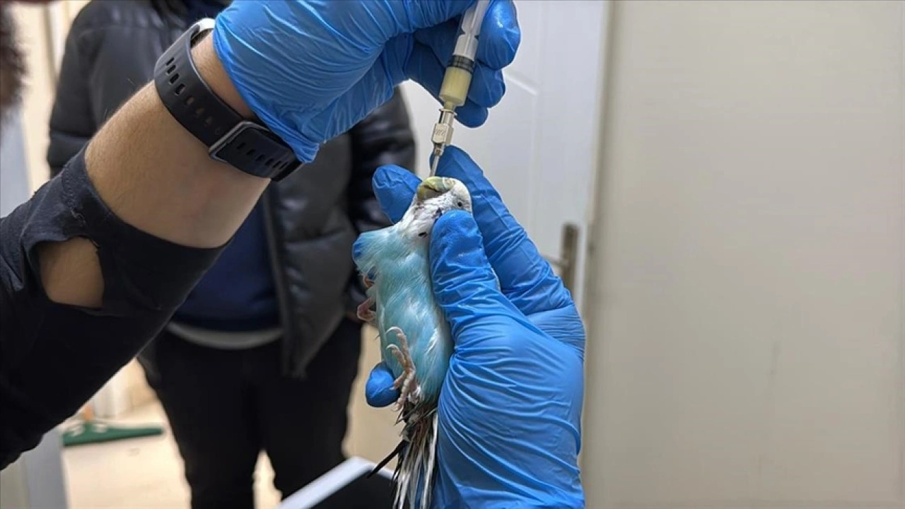 Kuşlara duyduğu sevgiyle "kuş hekimi" oldu