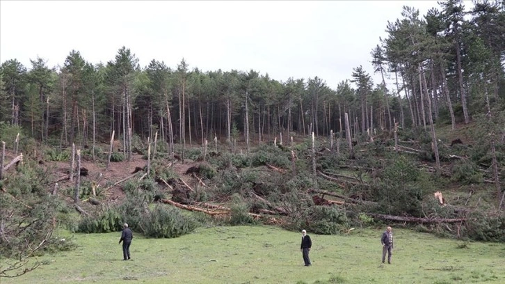 Kütahya'da hortum ve fırtınanın 530 çam ağacına zarar verdiği tespit edildi