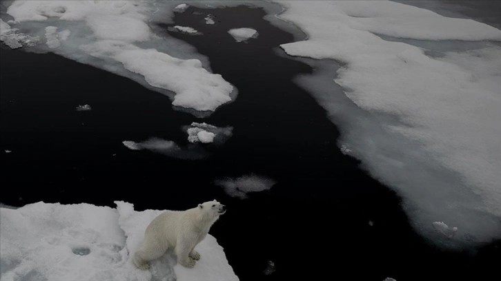 Kutup ayıları, avlanma alışkanlıklarını iklim değişikliğine adapte edemiyor