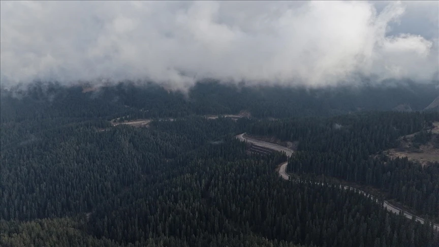 Ilgaz'da ağaçlarla bütünleşen sis, kuşbakışı görüntülendi
