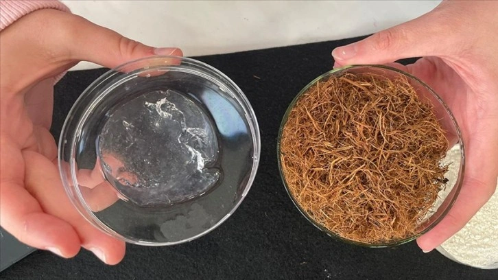 Lise öğrencileri, çay fabrikası atıklarından biyobozunur plastik üretti