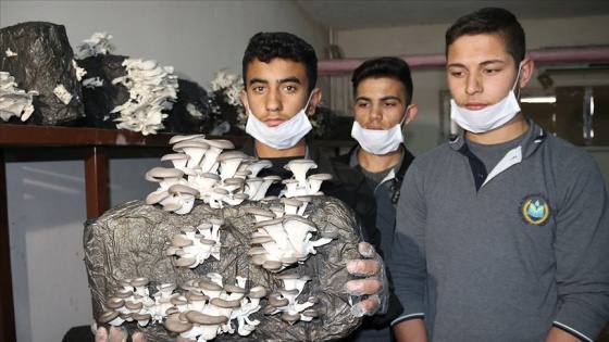 Lise öğrencileri okulun bodrum katında mantar yetiştiriyor