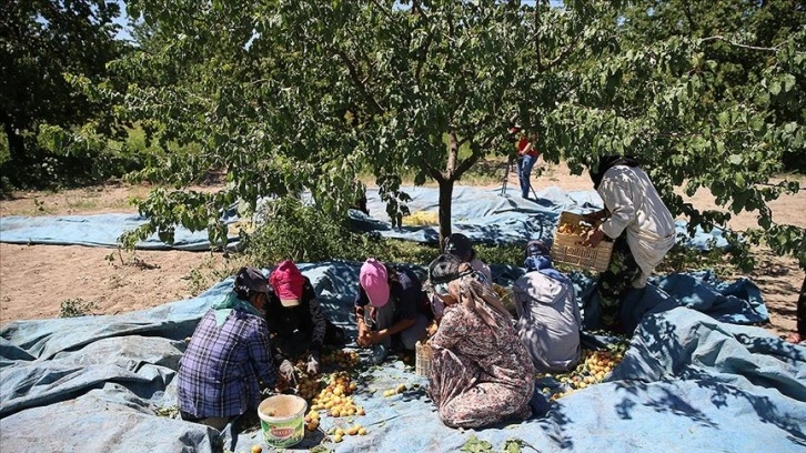 Malatya'da mevsimlik tarım işçilerinin 