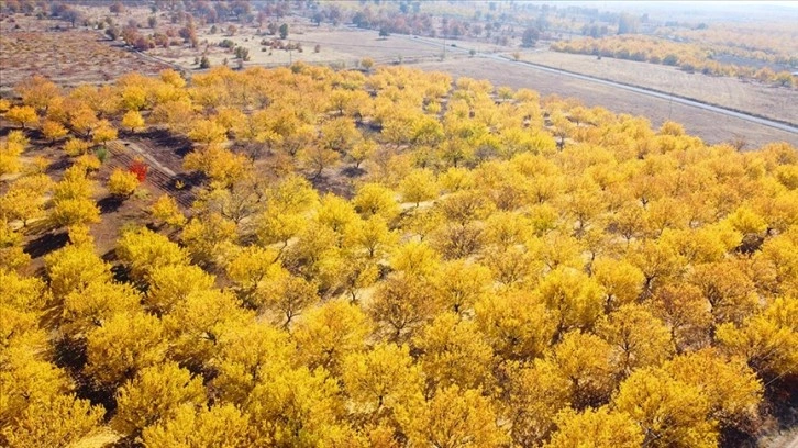 Malatya'da sonbahar renklerinin hakim olduğu kayısı ağaçları dron ile görüntülendi