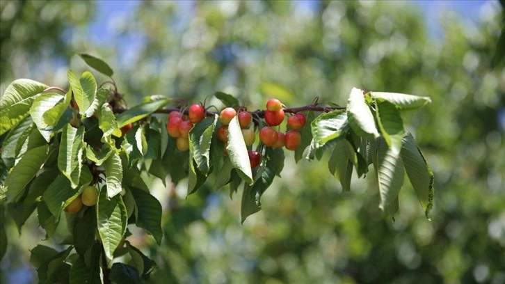 Malatya'da tescilli "dalbastı" kirazında bu sezon 800 ton rekolte bekleniyor