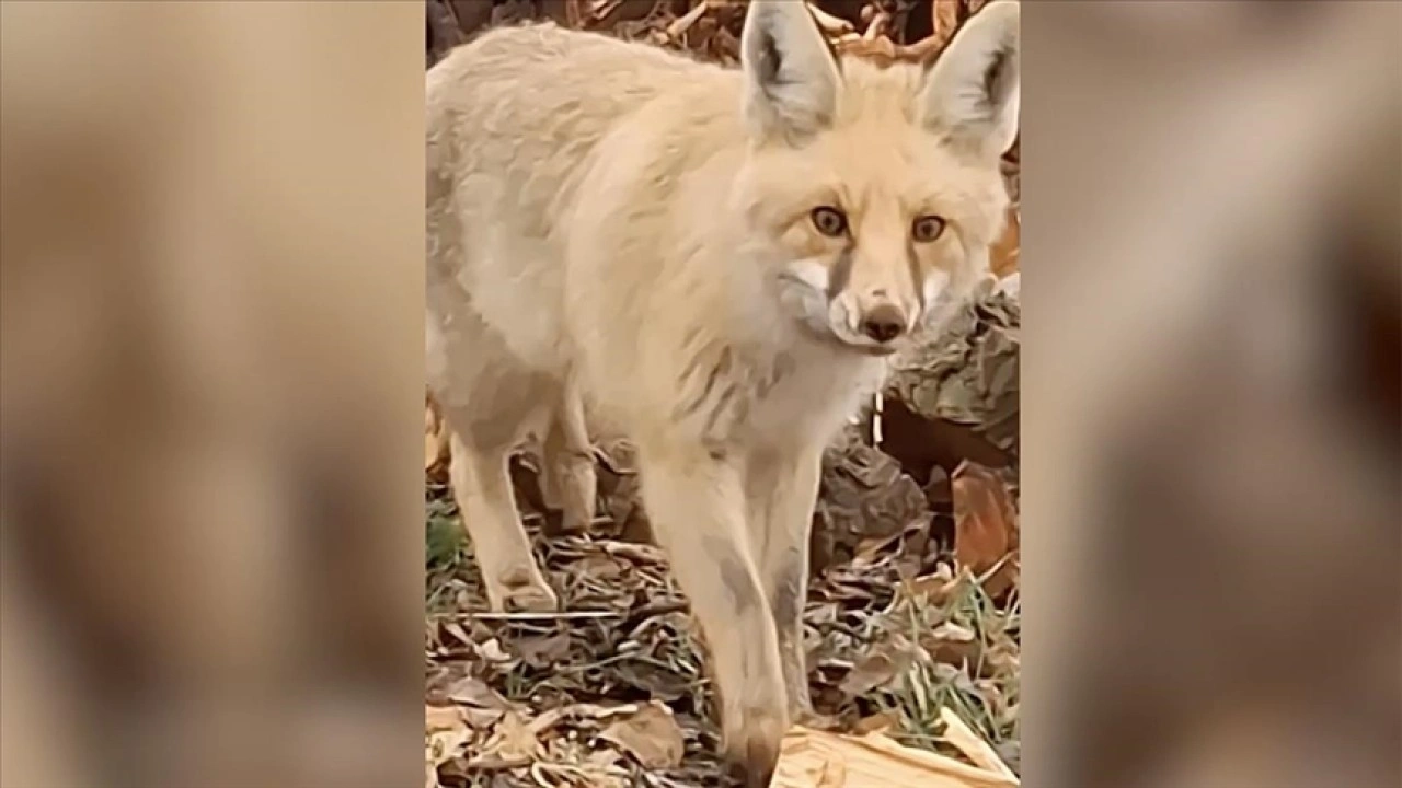 Malatyalı çiftçinin tilkiyle sohbeti cep telefonu kamerasına yansıdı