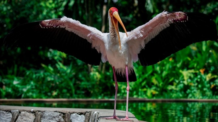 Malezya'daki kuş cenneti: Kuala Lumpur Kuş Parkı