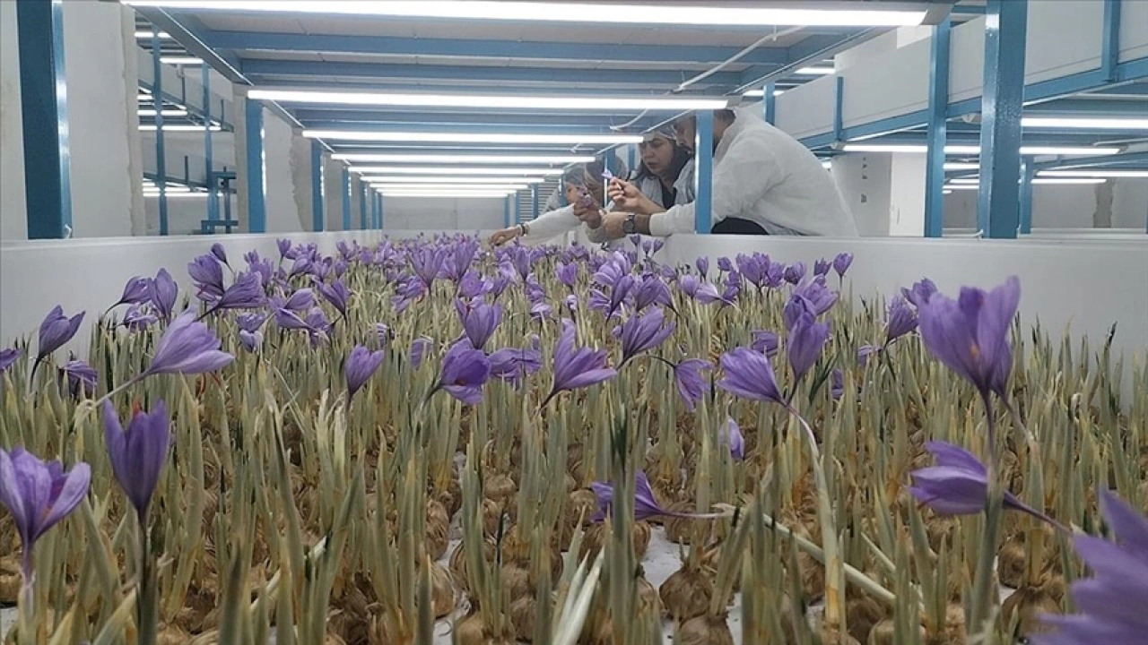 Mali m&uuml;şavir kurduğu tesiste topraksız safran &uuml;retimi yapıyor