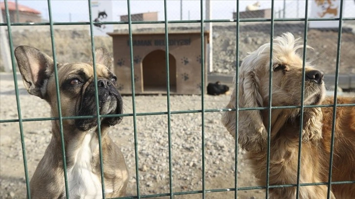 Mamak Belediyesinden sokak köpeklerinin öldürüldüğü iddiasına ilişkin açıklama