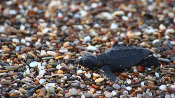 Manavgat'ta caretta caretta yavruları mavi sularla buluşmaya başladı