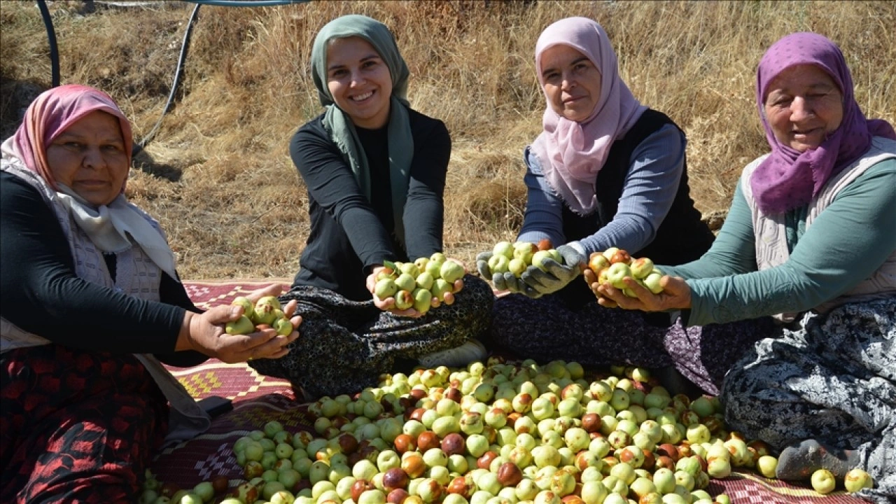 Manisa'da kadınların hünnap mesaisi başladı
