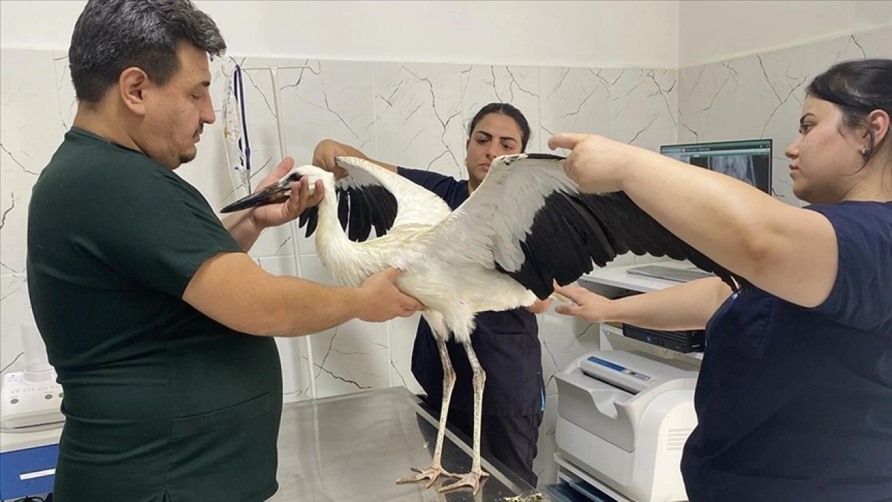 Manisa'da yorgun düşen leylek, koruma altına alındı