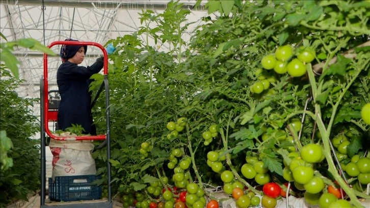 Manisa Kula'da jeotermal enerjinin kullanıldığı ilk serada domates hasadı yapıldı