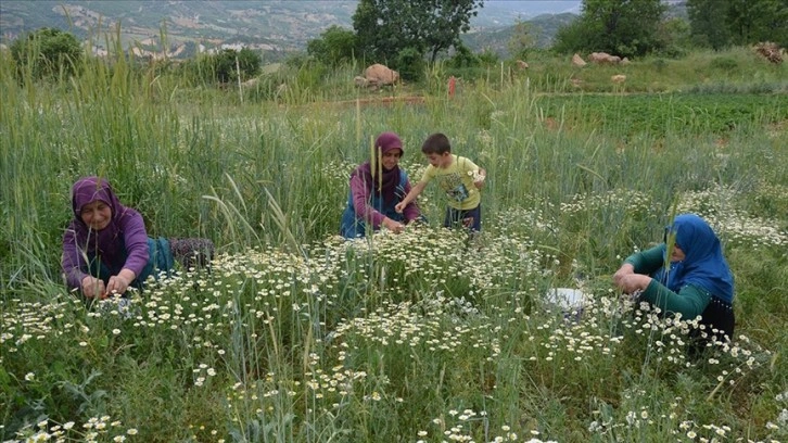 Manisa'da kadınların 'kır papatyası' mesaisi başladı