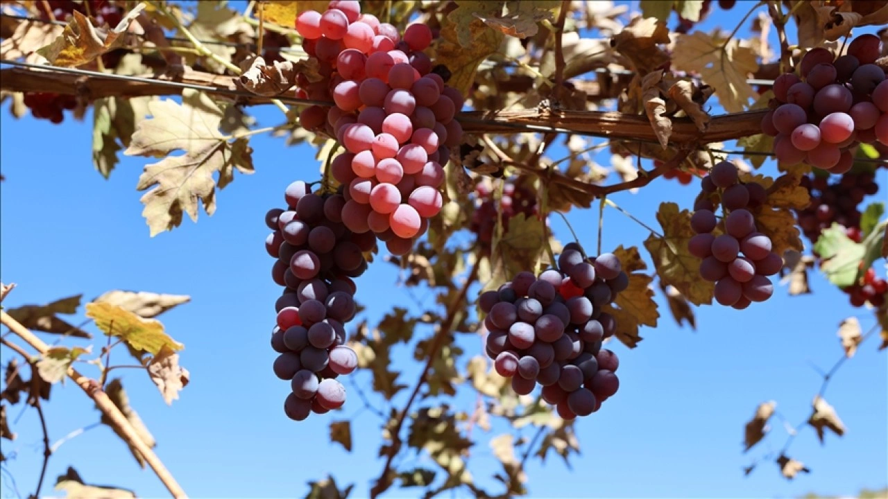Mardin'de 120 dönüm atıl arazide modern bağcılık yapılıyor