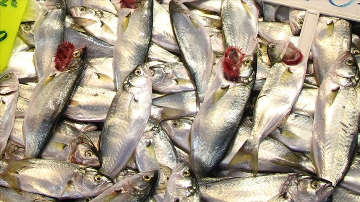 Marmara'daki balık tezgahlarında palamudun yerini çinekop alıyor