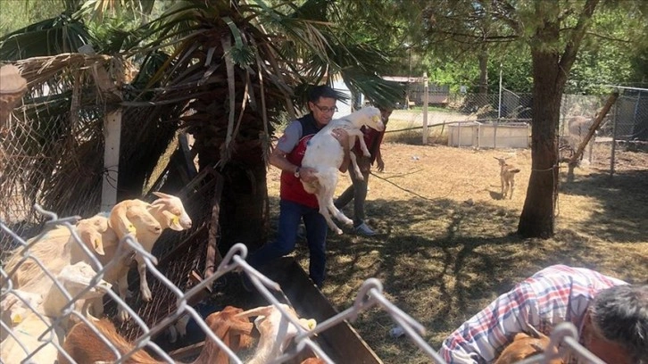 Marmaris yangınında hayvanlar için de seferber olundu