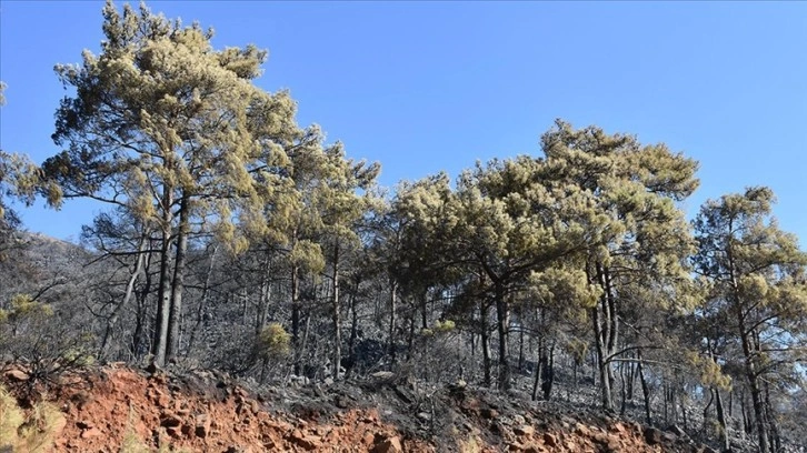 Marmaris'teki orman yangınında 500 hektar alan yandı