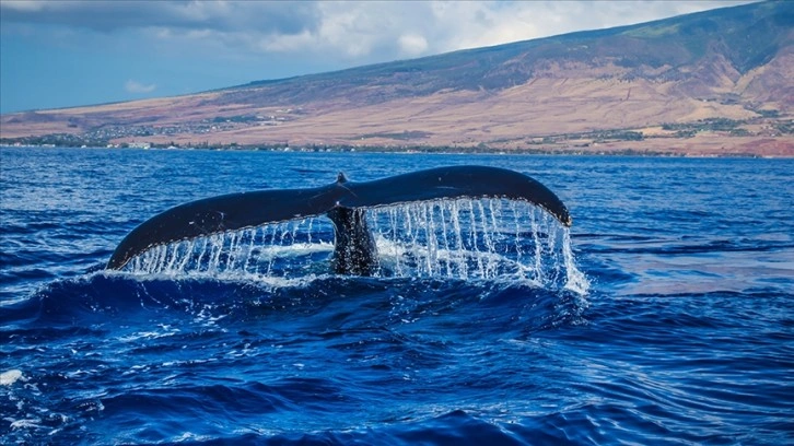 Mavi balinalar, yıllar önce yok edildikleri Hint Okyanusu'nun bir bölümünü tekrar yuva ediniyor