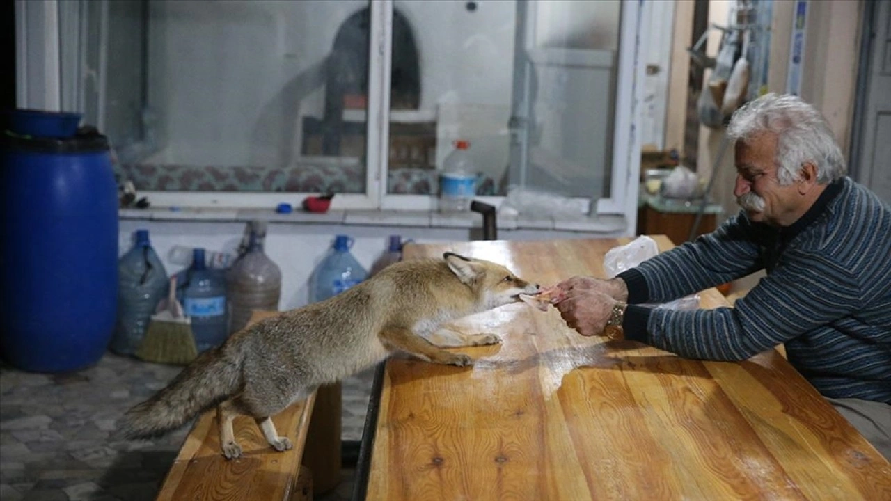 "Merdo" adını verdiği tilki ve ailesini elleriyle besliyor