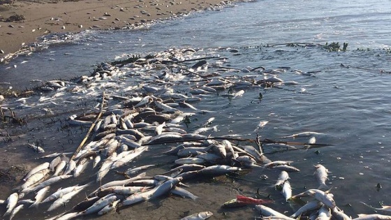 Mersin'de çok sayıda ölü balık sahile vurdu